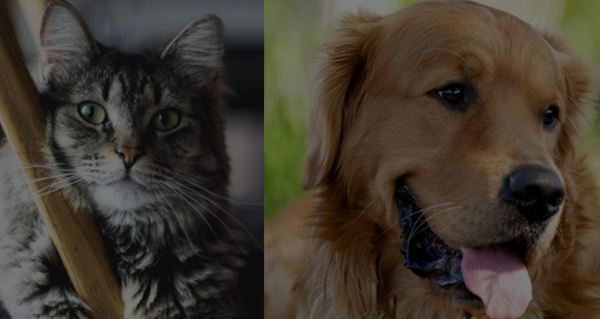  Animales de compañía
