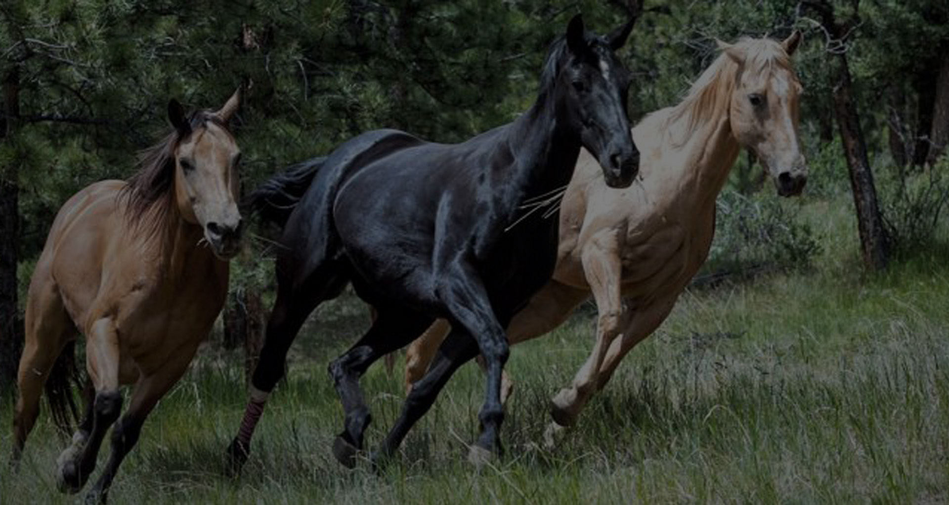  Caballos